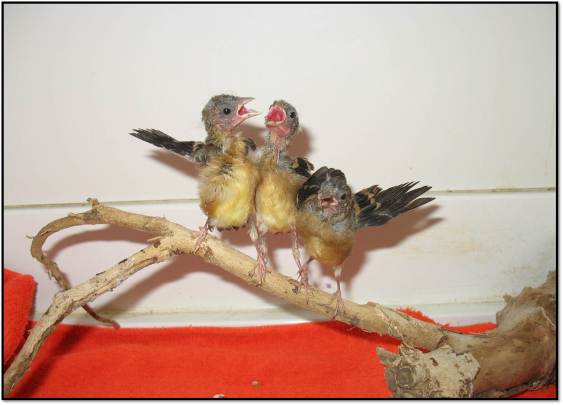 American Goldfinch sibling orphans