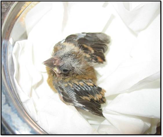 female American Goldfinch nestling orphan
