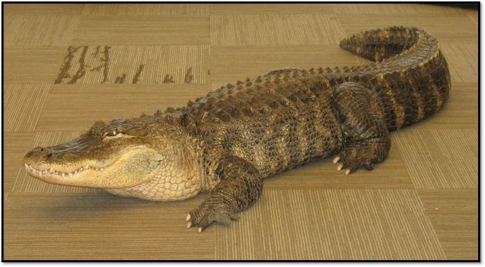Alligator_Bubba_Jim Nesci