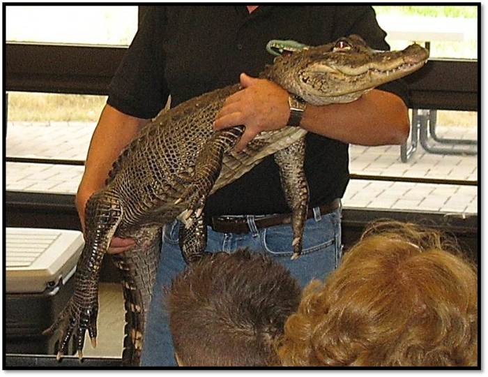 North American Alligator_Lucky_Jim Nesci