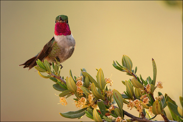 4602880799_94e7892aa6_z Broad Tailed Hummingbird Pat Gaines