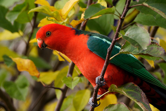 543945045_35435391df_z King Parrot Prescott Pym