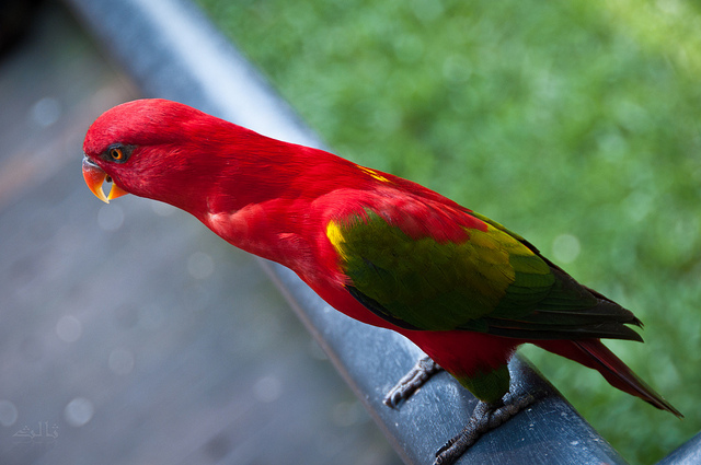 8336185855_f79fbfdbc3_z Chattering Lory Salis