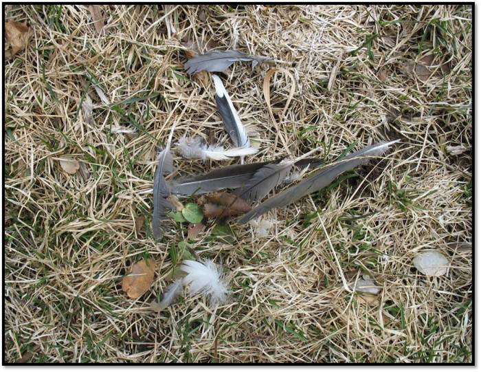 feathers in the yard