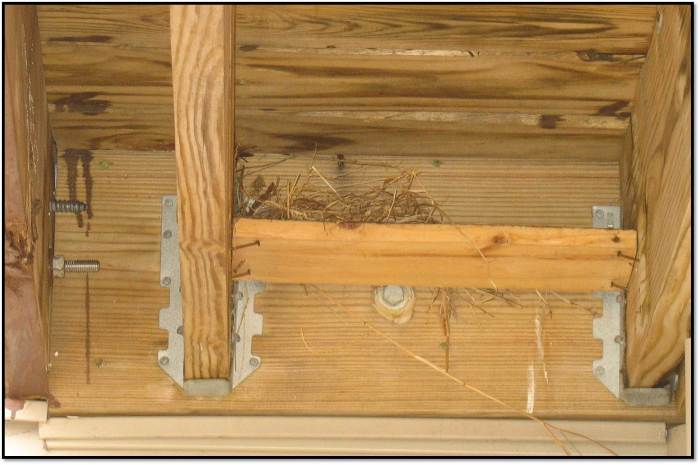 New Bird Nest Under Deck