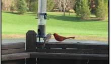 Cardinal Couple Courtship Male Feeding Female