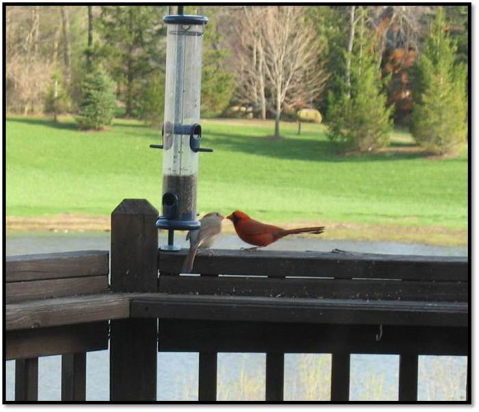Cardinal Couple Courtship Male Feeding Female