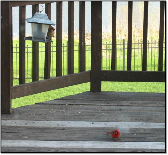 Cardinal Couple Feeding