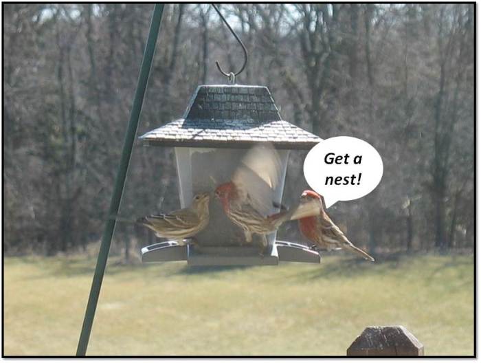 Finch Courtship Get a Nest