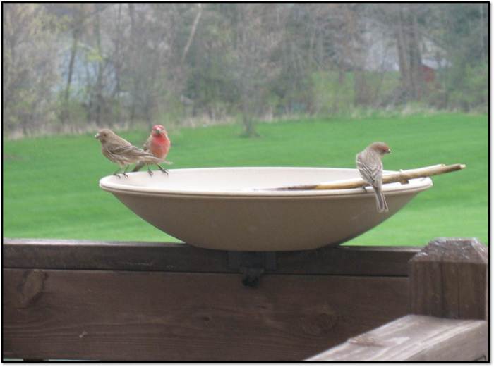 House Finch 3 is a Crowd