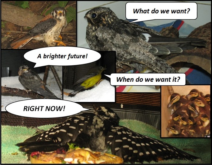 state of birds 2014 birds in rehabiliation