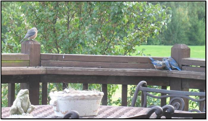 bluebirds oct 2014 1