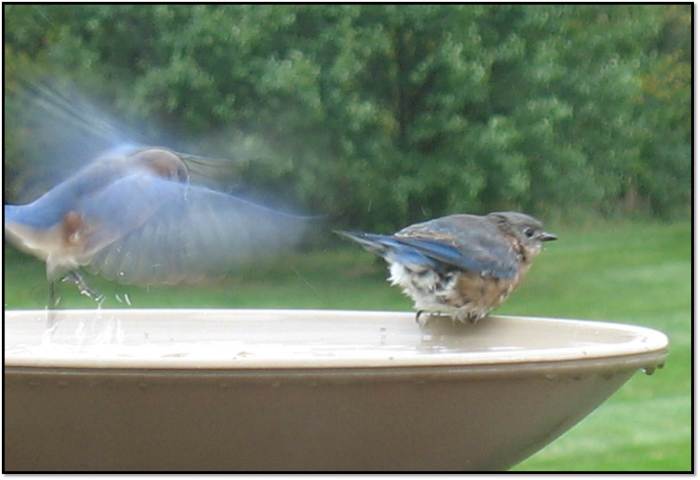 bluebirds oct 2014 4