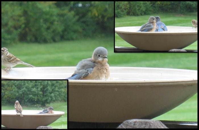 bluebirds oct 2014 9