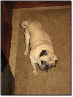 Peanut in kitchen on carpet