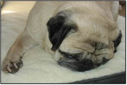 Peanut Sleeping 13 years old