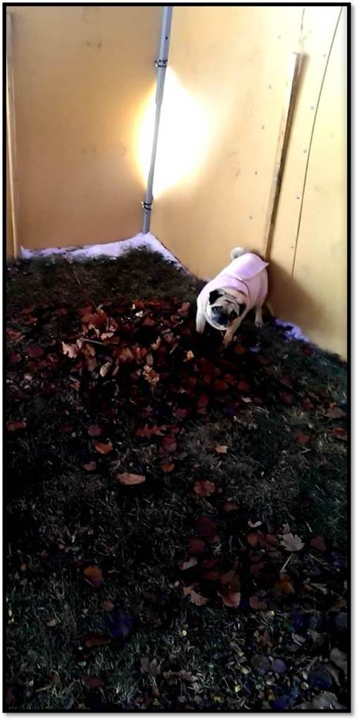 Peanut in the potty tent