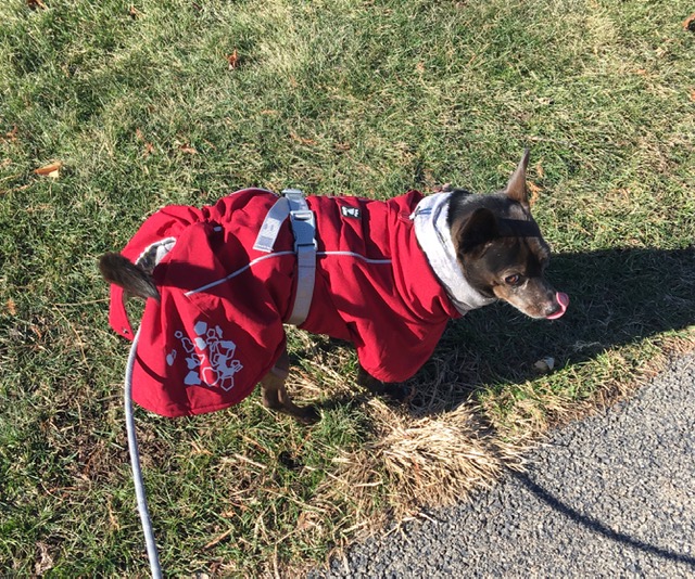 Penelope in Hurtta Extreme Warmer Dog Coat