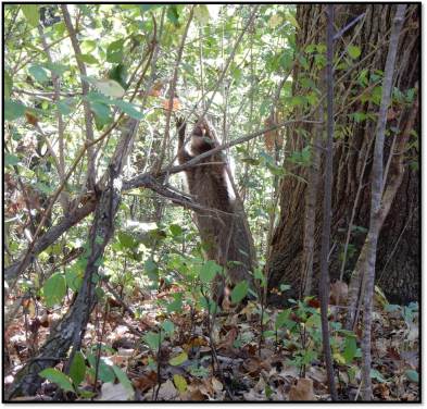 newly realeased raccoon plays in forest
