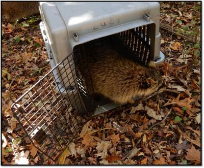 one raccoon leaving cage