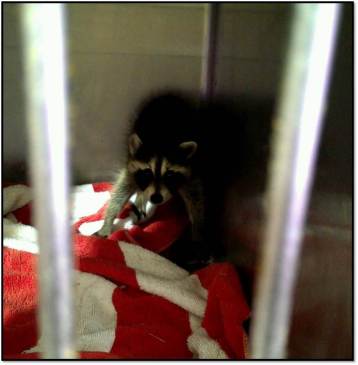 raccoon after intake June 2015