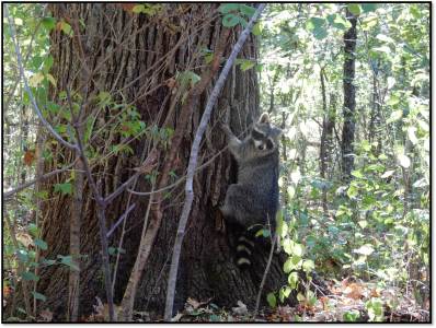 raccoon climbs tree for first time