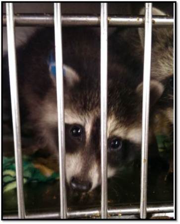 Raccoon in rehab July 2015