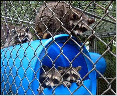 Raccoons in outside enclosure 2015
