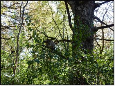 raccoon up in tree for first time