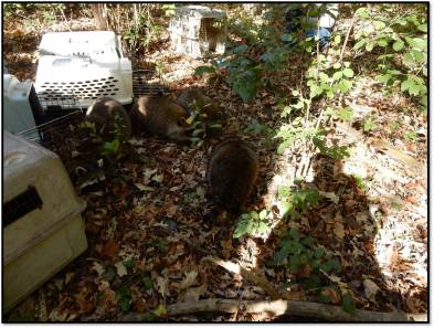 several raccoons leave cages