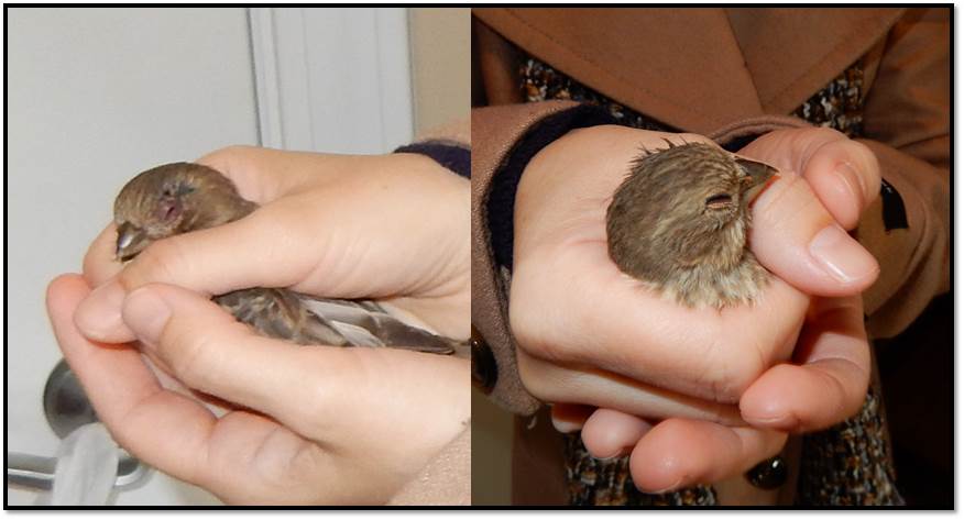 Arden Zich with sick house finch