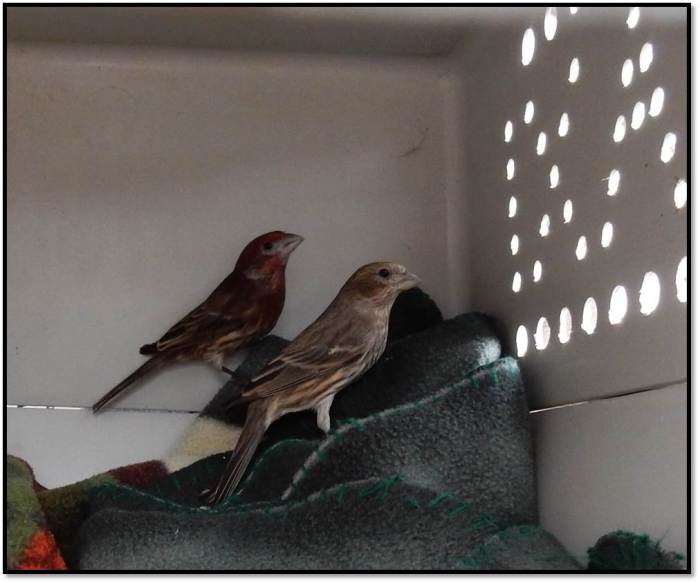 male female house finch ready for release