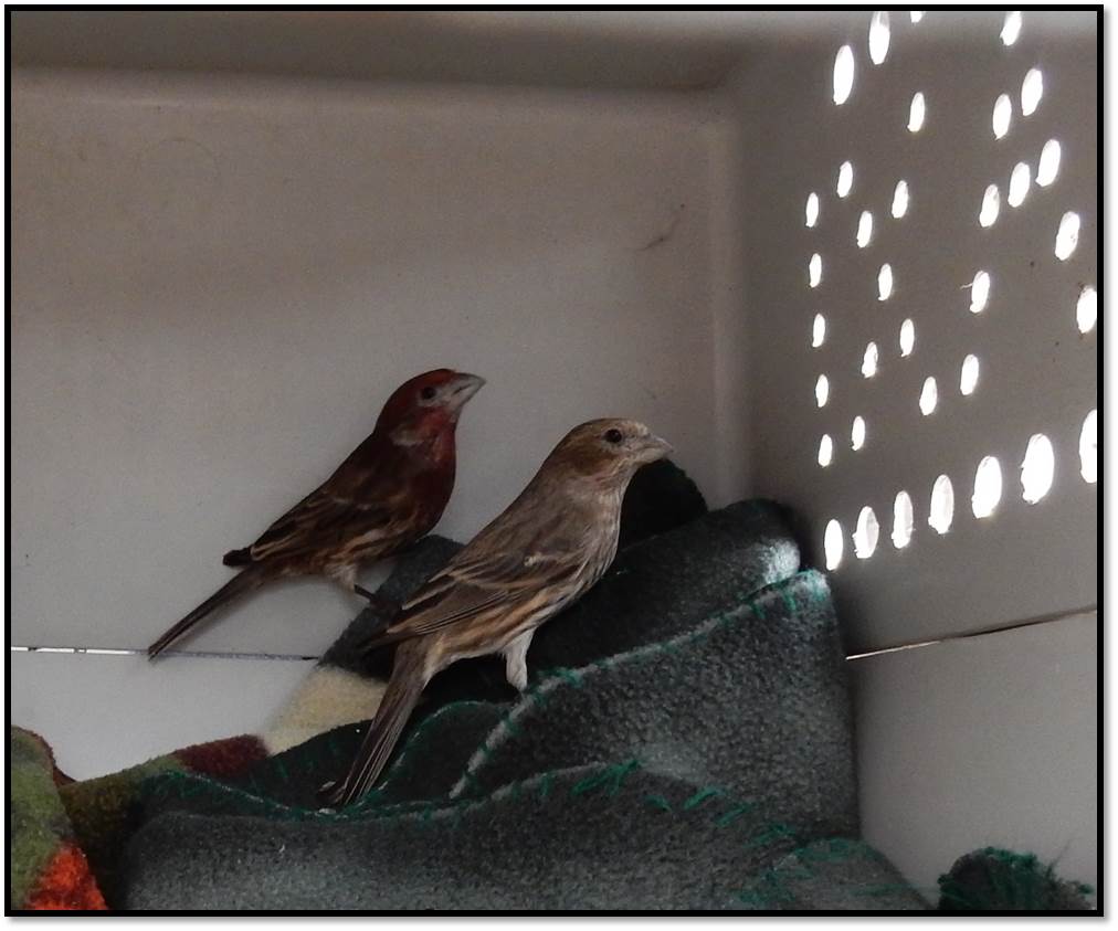 male female house finch ready for release