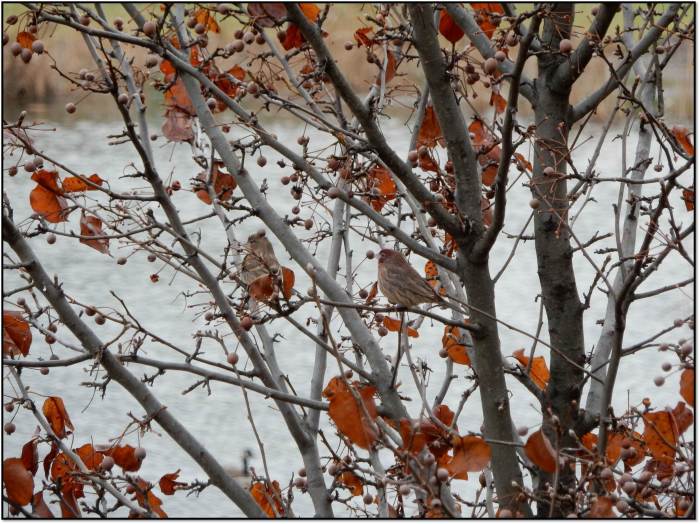released recovered male female house finches