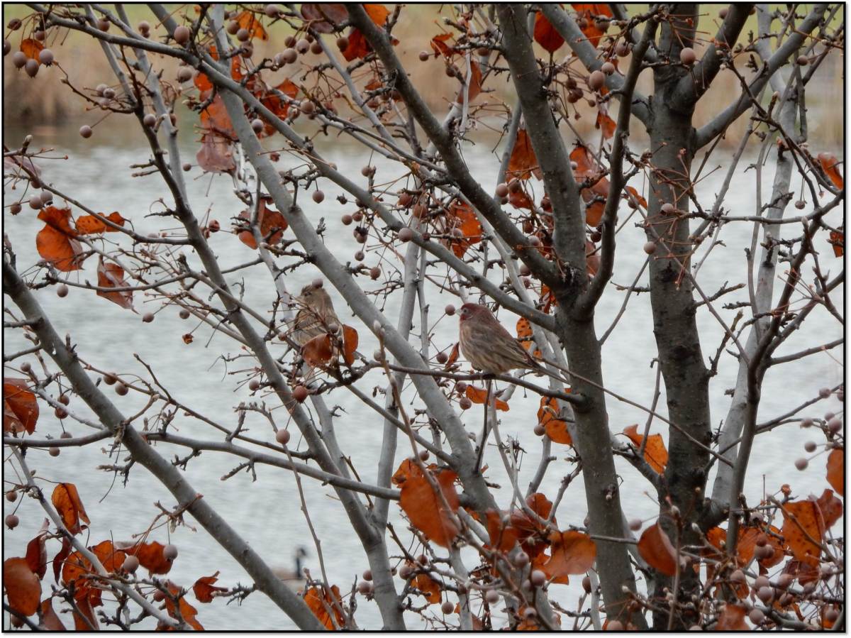 released recovered male female house finches