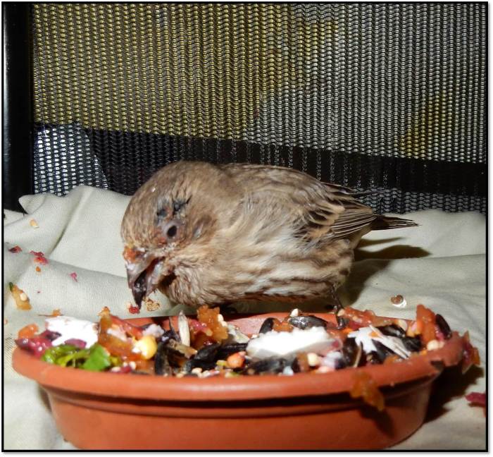 sick female finch 24 hrs after medication conjunctivitis