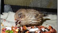 sick female finch 24 hrs after medication conjunctivitis