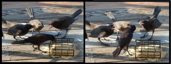 Adult Common Grackle Feeding Three Juveniles Fledglings