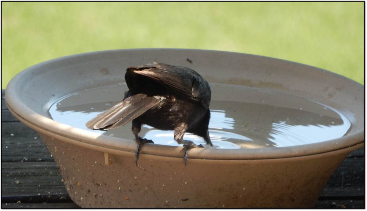 Adult Grackle Dunking Suet in Water