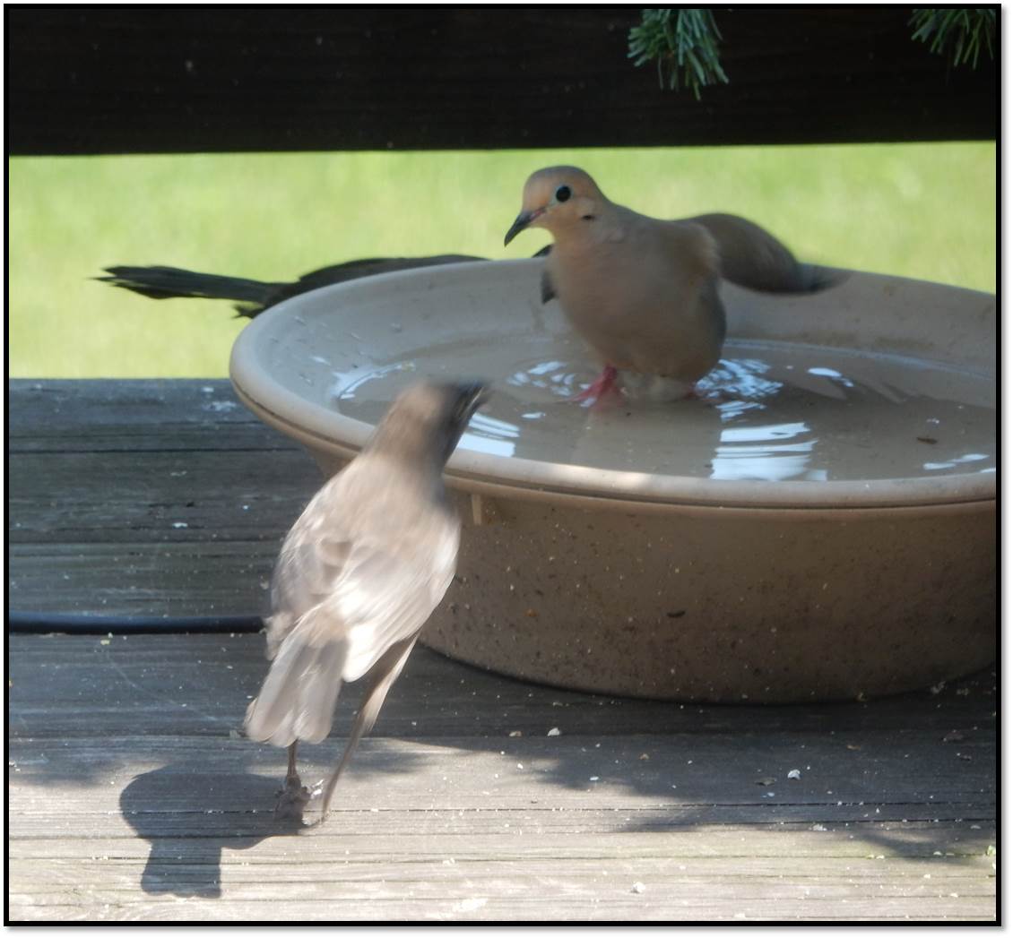 Juvenile Grackle Harassing Adult Mourning Dove