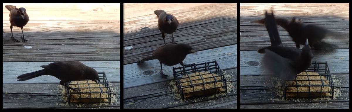 Juvenile Fledgling Grackle Sibling Rivalry
