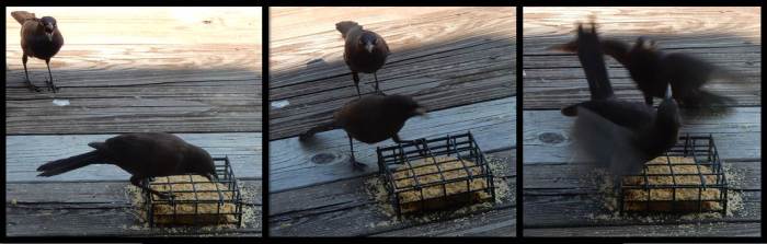 Juvenile Fledgling Grackle Sibling Rivalry