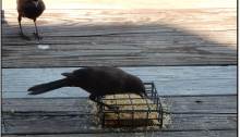 Grackle Catches Sibling Eating Suet