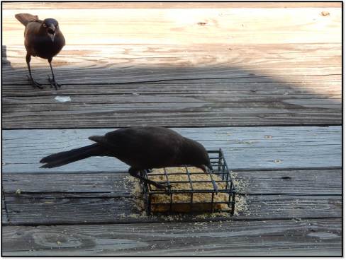 Grackle Catches Sibling Eating Suet