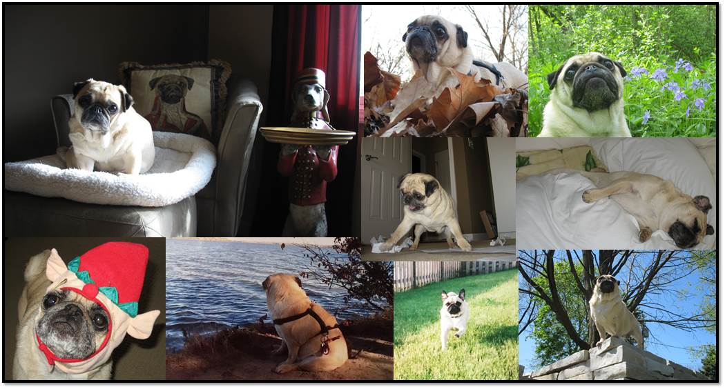 Collage of Peanut pug