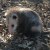Ciega Blind Opossum