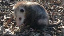 Ciega Blind Opossum
