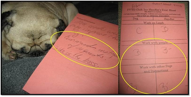 Dog therapy team pug