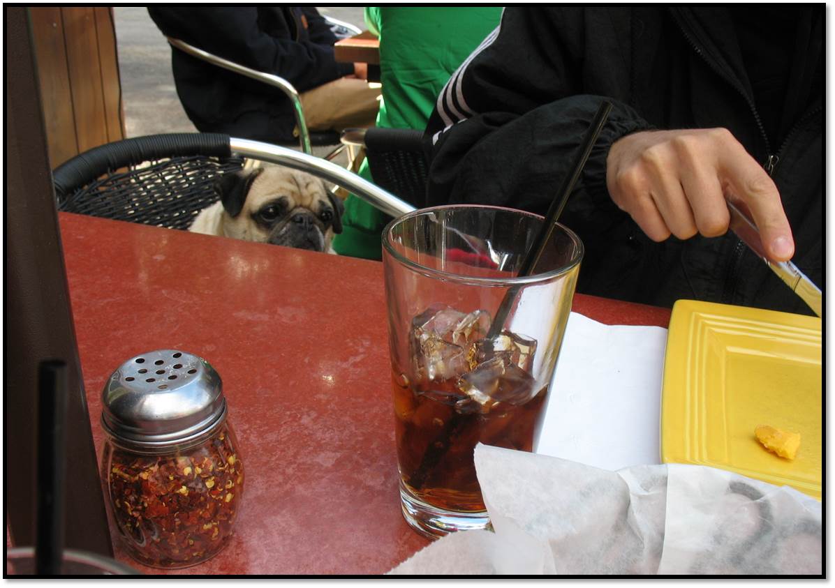 Peanut pug stares at cheese from a chair