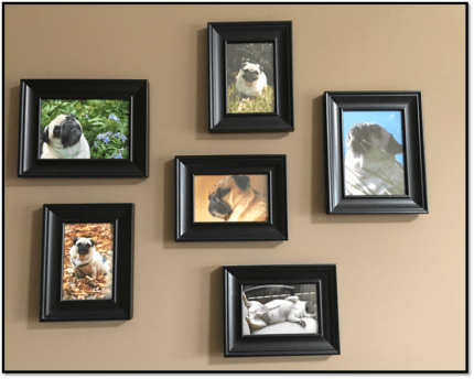 Photo collage pet pug Peanut